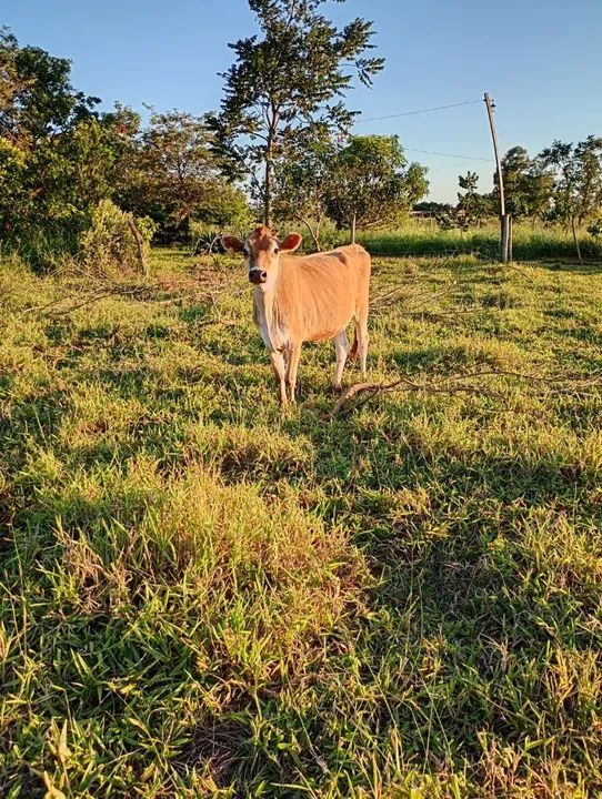 Bezerras e novilhas da raça Jersey  - Foto 2