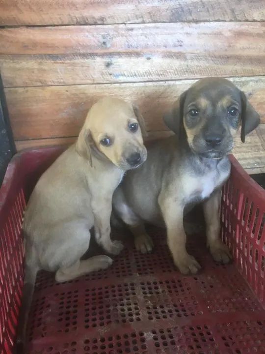 cachorros de Caça  - Foto 6