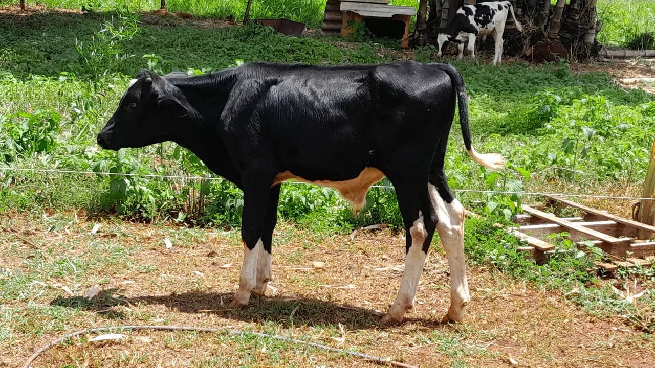 Pisos e Revestimentos