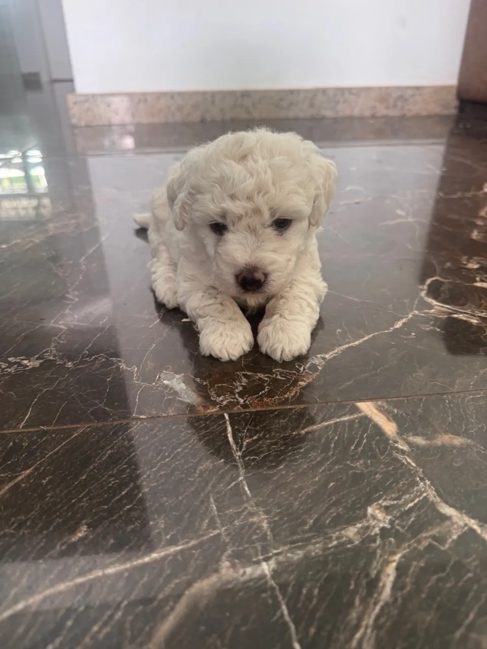 Poodle macho entrega imediata