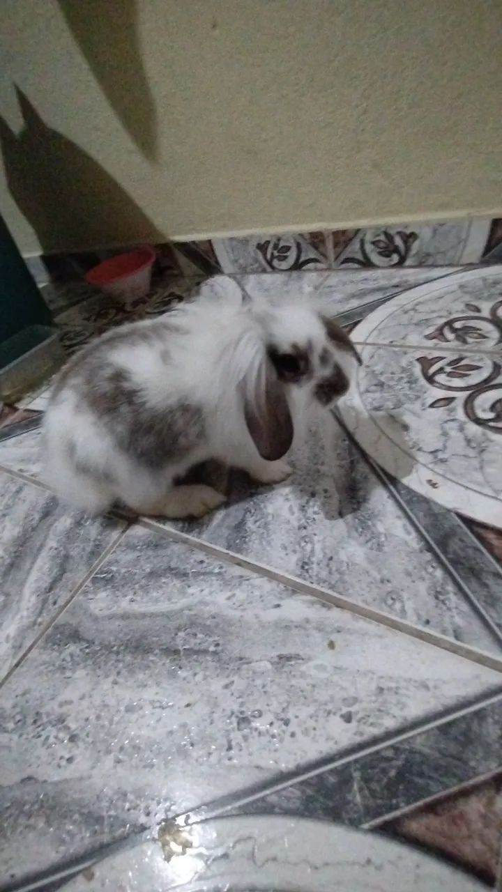 Coelho para adoção 