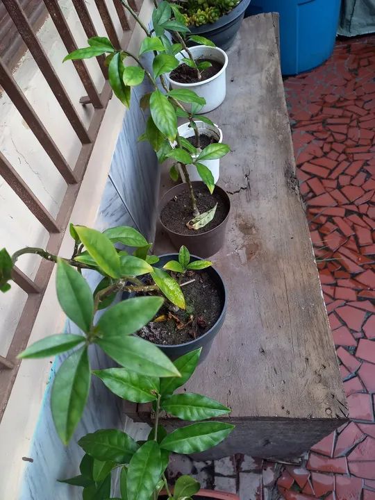 Planta Ora Pro nobis a Venda 