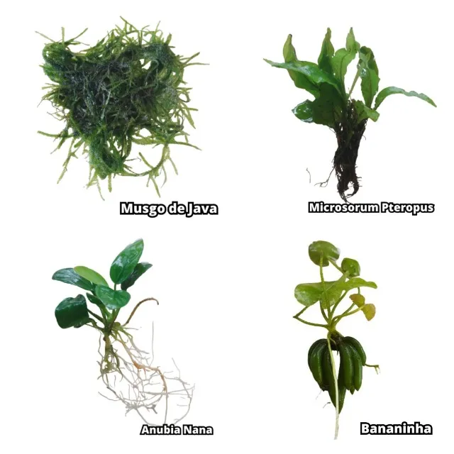 Kit Plantas Lowtech Musgo Microsorum Anubia Bananinha Aquario Lago Naõ Precisa Substrato