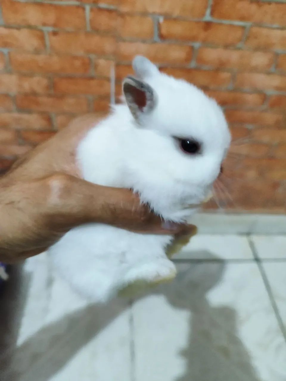 Coelho Netherland dwarf (anão holandês)
