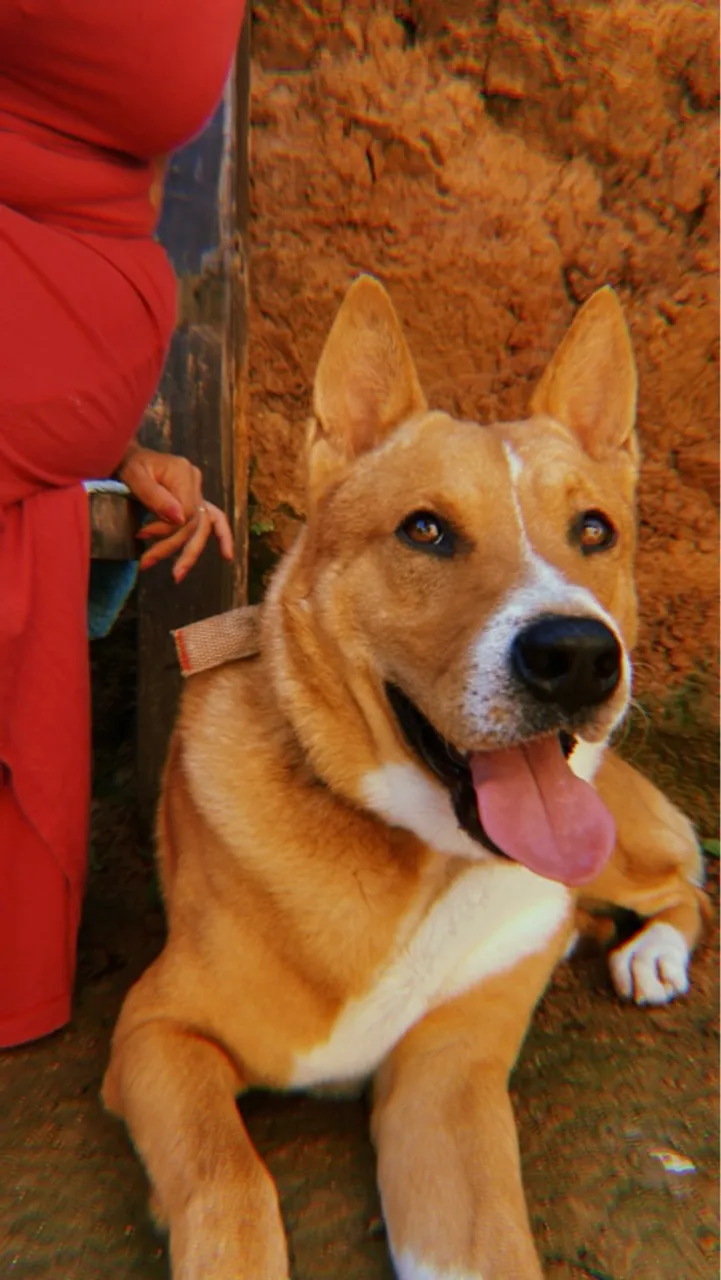 Cachorro lindo e dócil para adoção