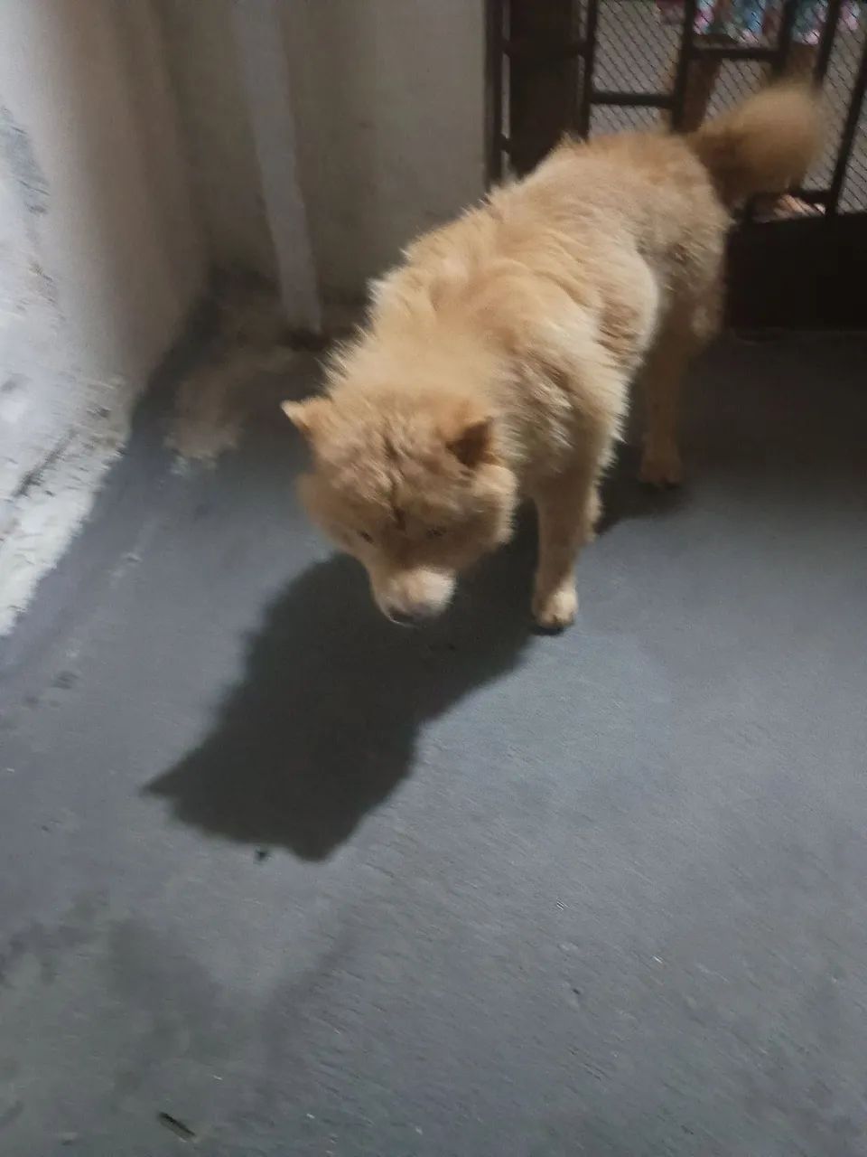 Cachorro Chow-Chow - Foto 3
