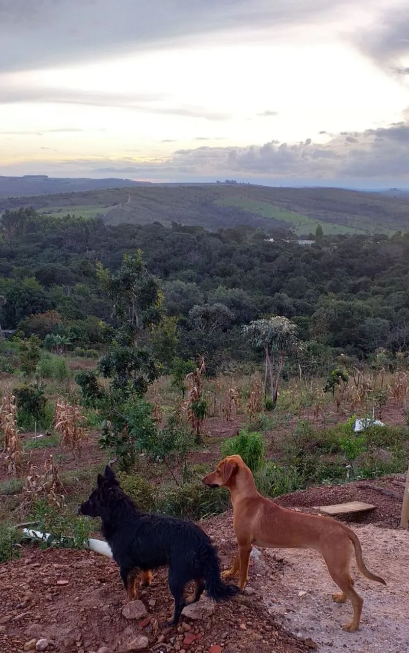 Doação filhotes desse casal - vira lata dóceis e fiéis