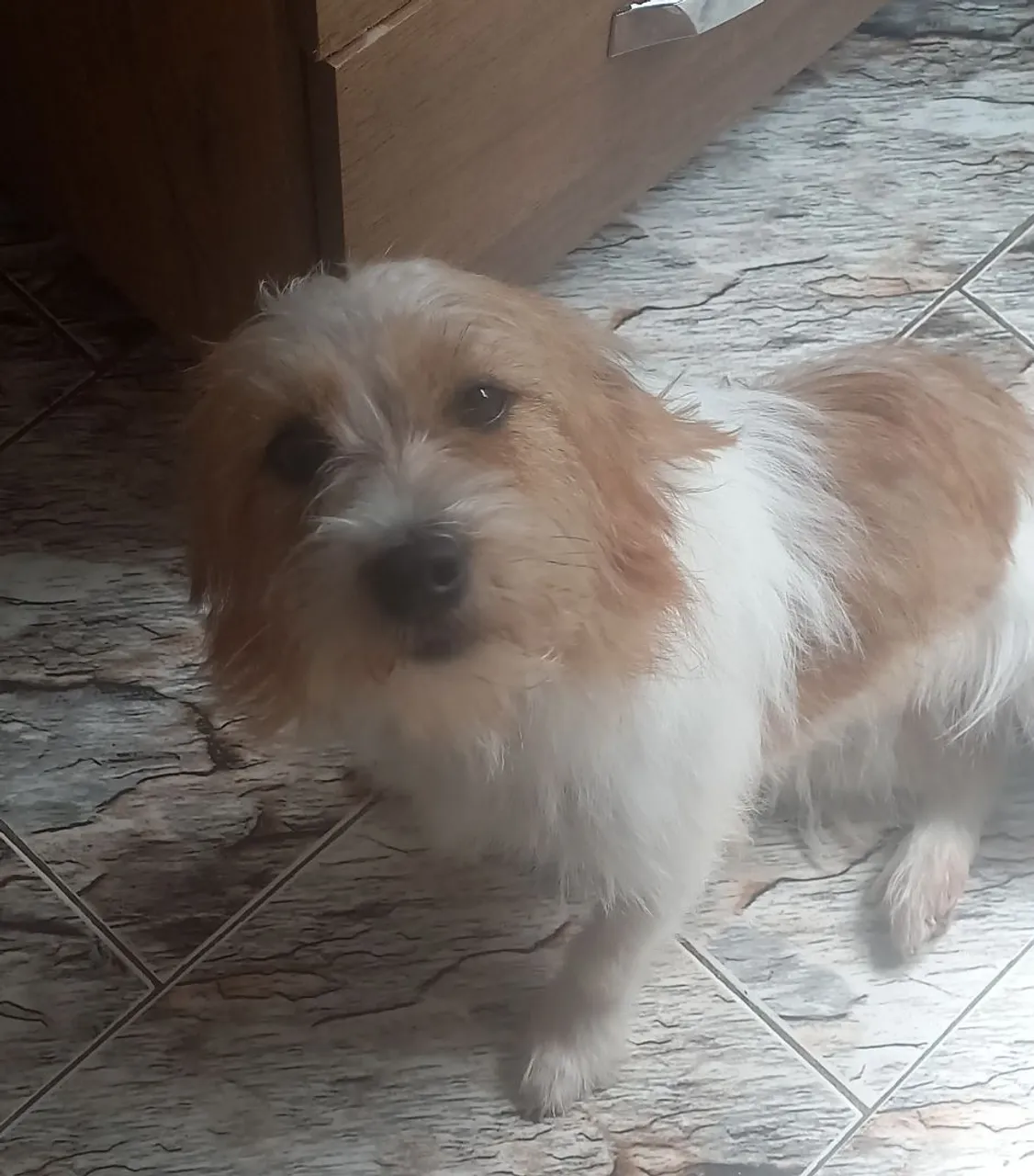 Cãozinho Jack Russel adorável