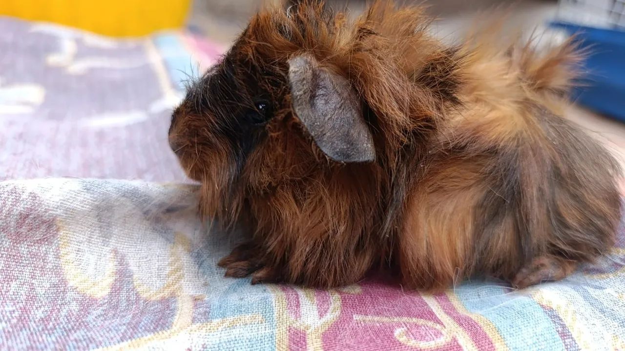 Porquinhos da Índia  - Foto 5