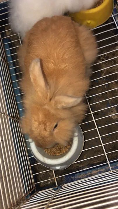 Coelho mini lion read - Foto 2