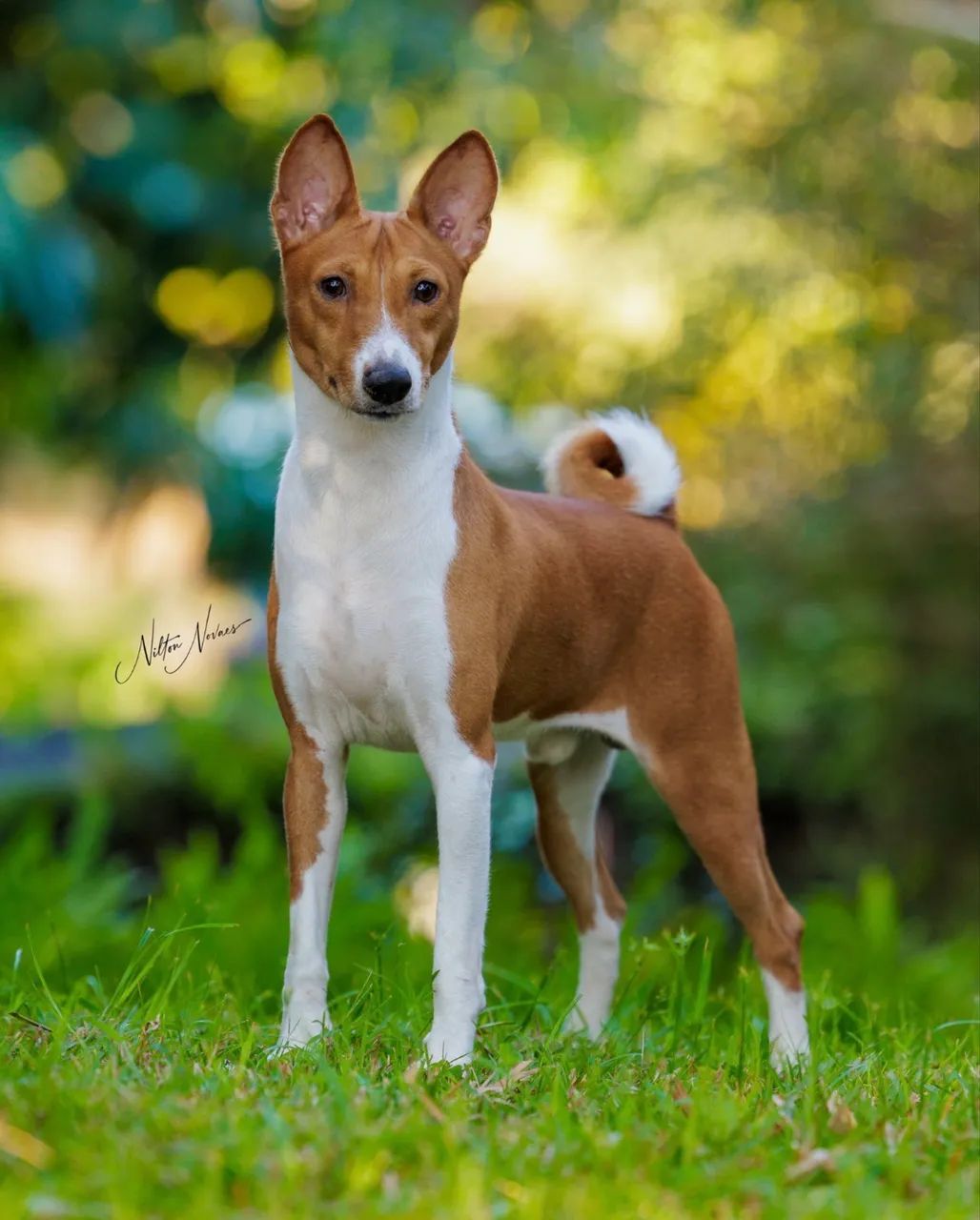 Basenji o cão que não late