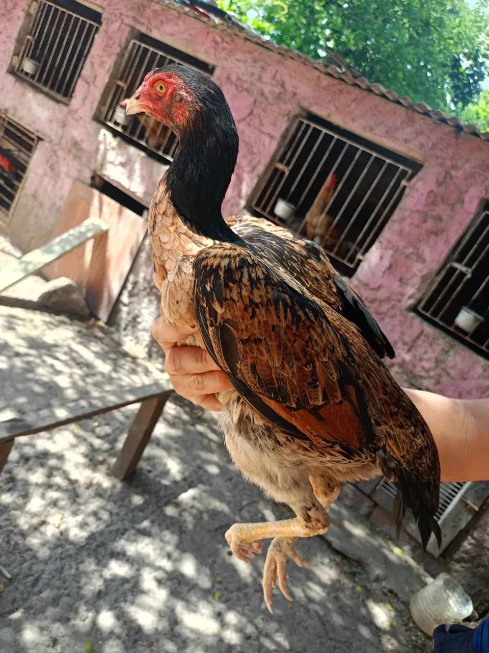 Vendo essas três galinhas