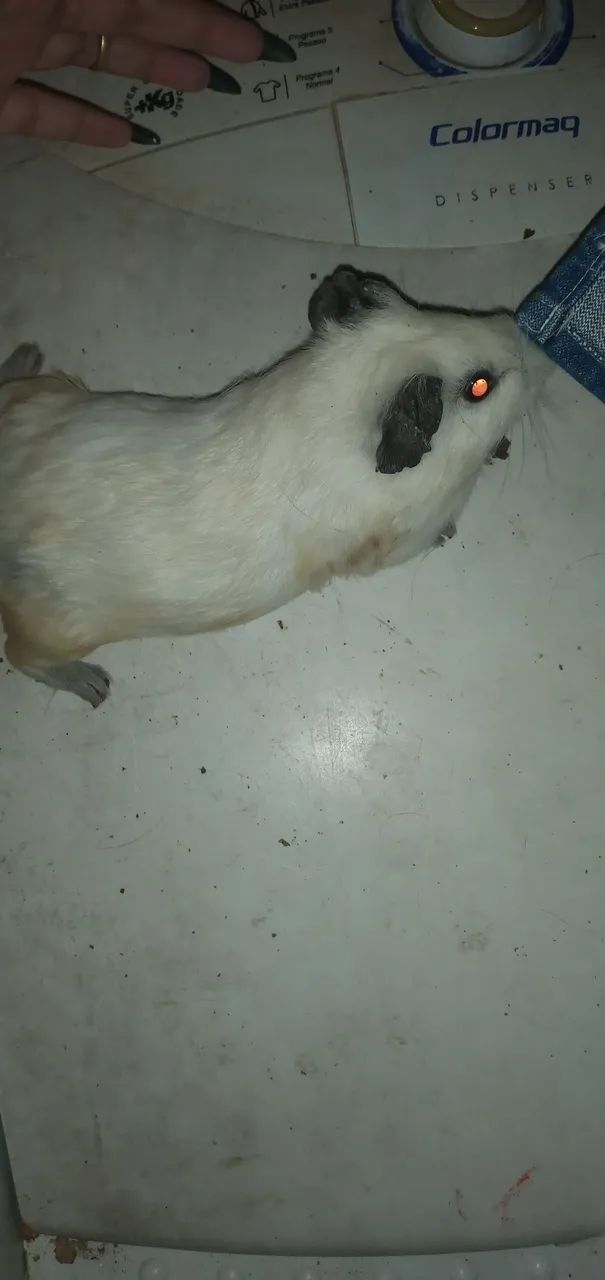 Porquinho da índia  - Foto 4