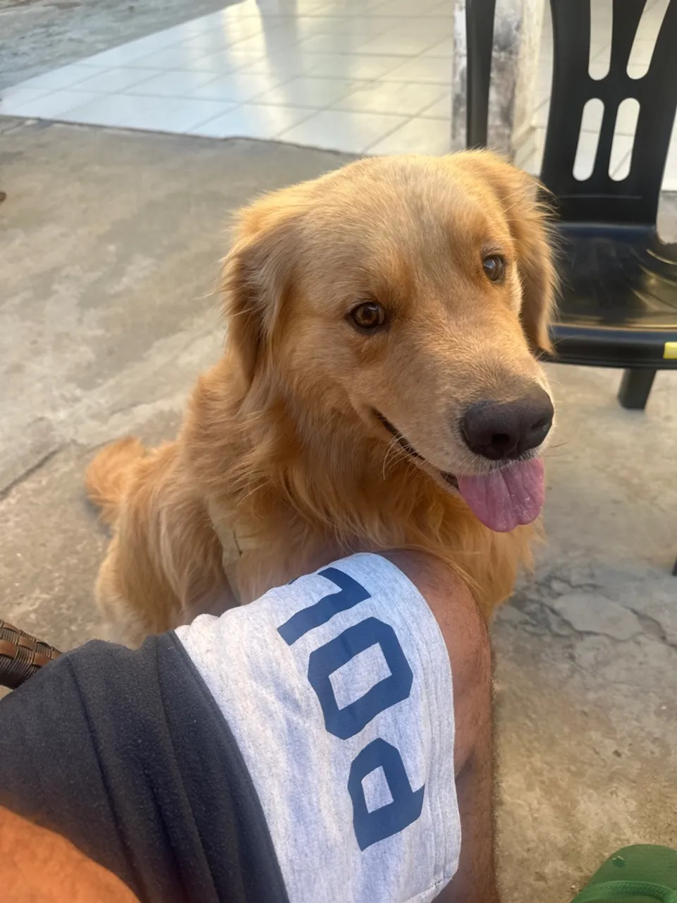 Golden Retriever Adorável 