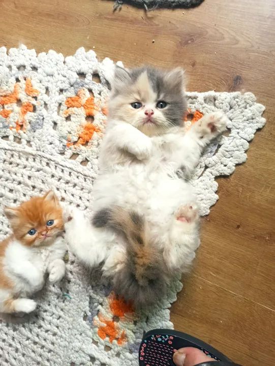 Filhotes de gato Persa