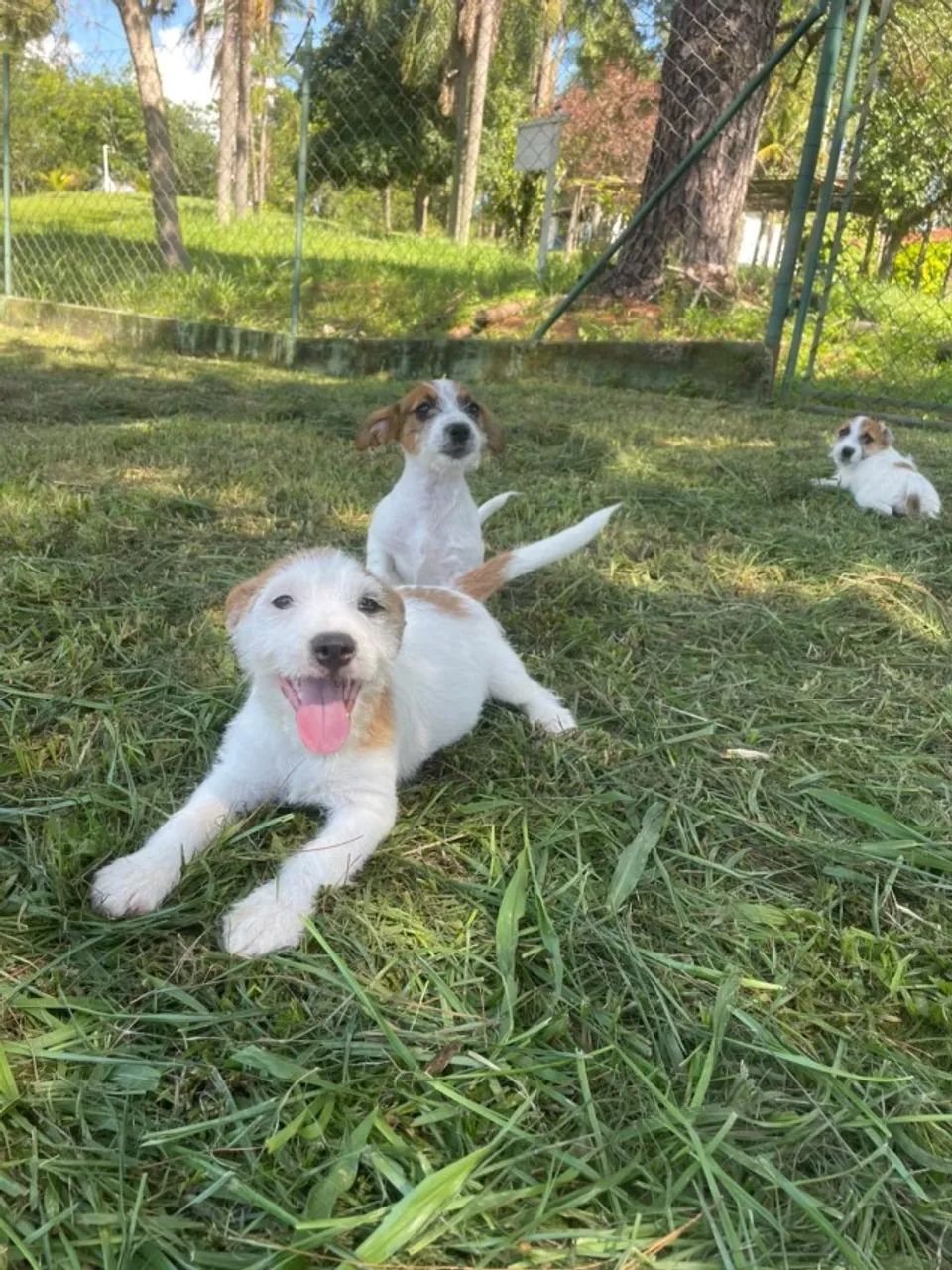 AQUI O SEU JACK RUSSEL TEM QUALIDADE VETERINÁRIA DE CRIAÇÃO.CÃES LINDOS. - Foto 4