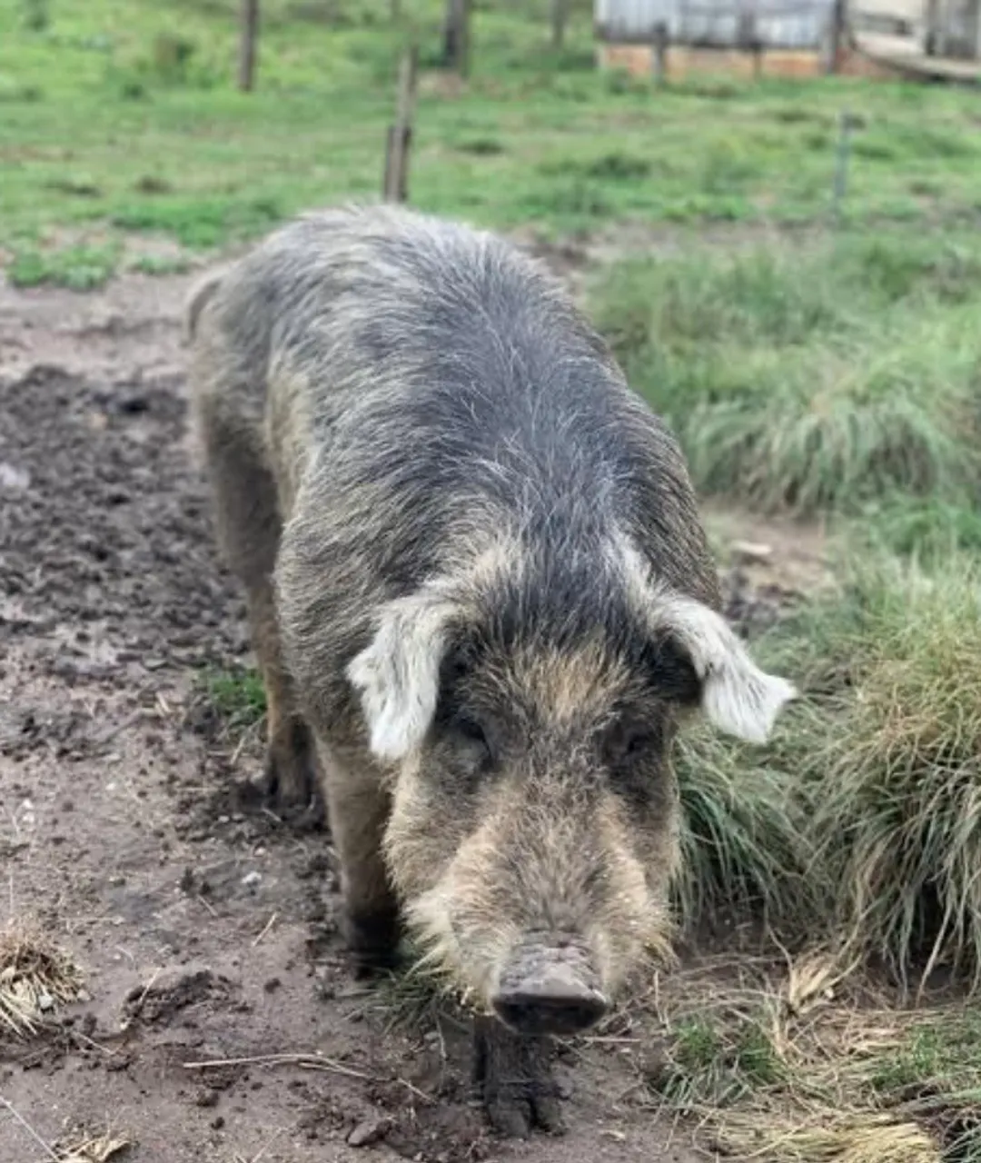 Porco para venda