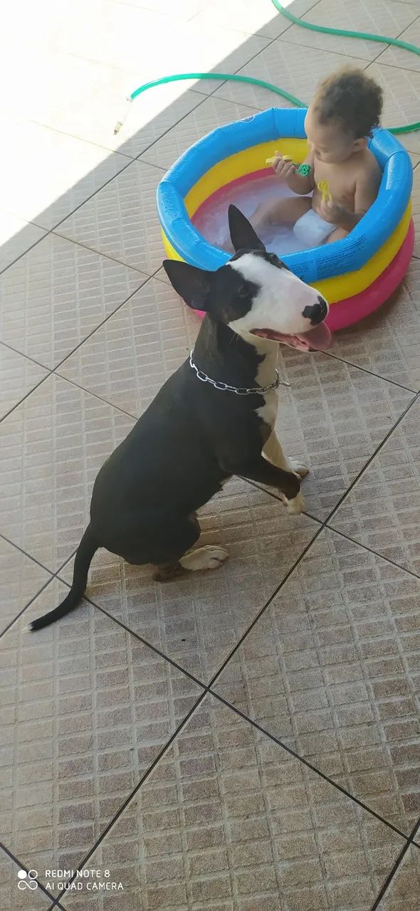 Bull Terrier Inglês - doação responsável