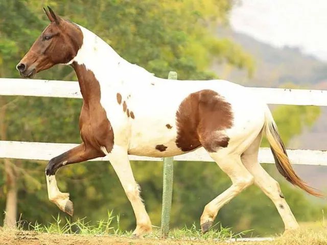 Éguas Mangalarga Marchador, puro sangue, registradas, domadas, várias pelagens e idades.