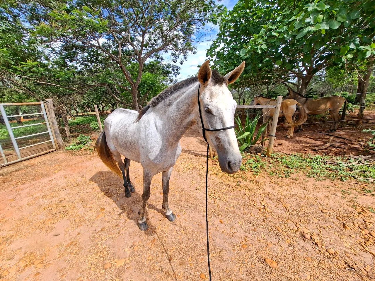 Égua Mangalarga  - Foto 4