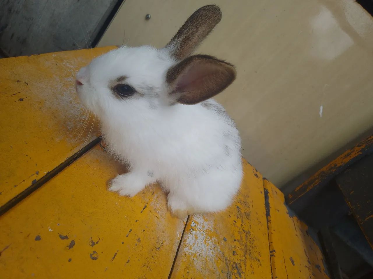 Coelhinho branco com manchas marrons - fofinho e dócil