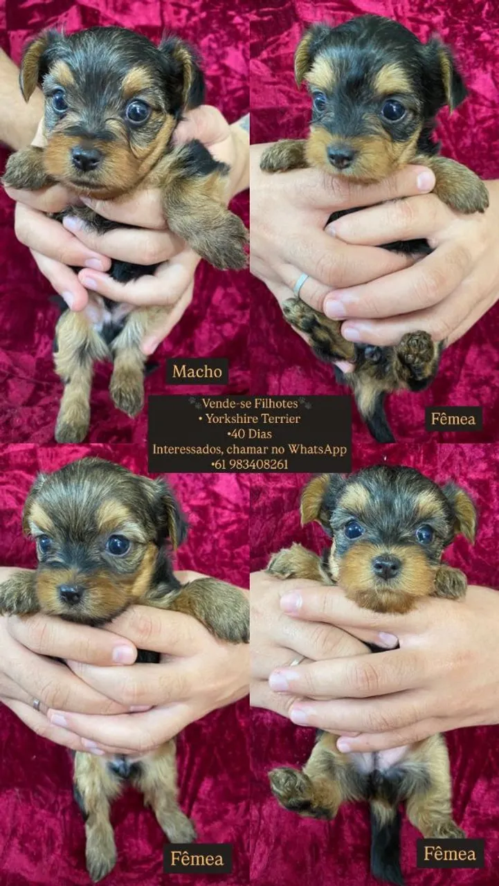 Filhotes de Yorkshire Terrier - 40 dias