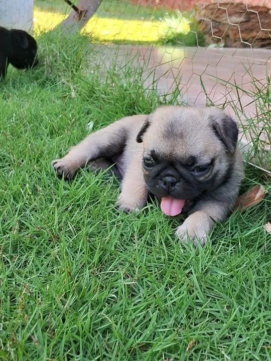Pug fêmea na cor abricot filhote com 56 dias vacinada e com pedigree 