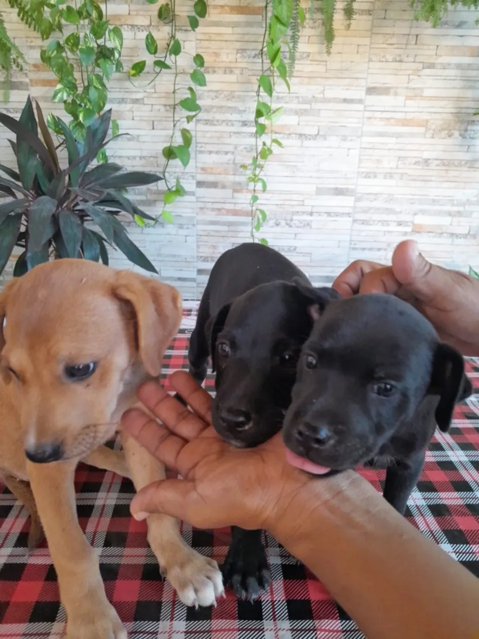 Filhotes de vira lata (doação)