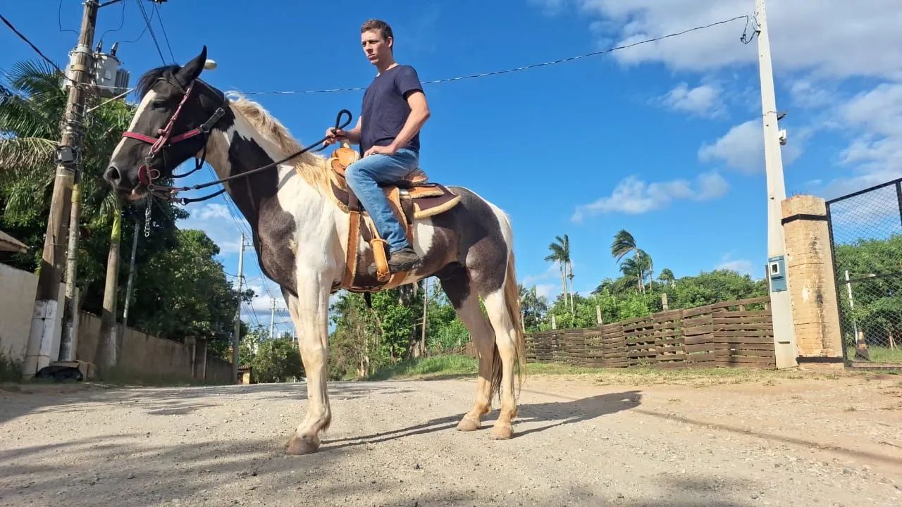 Cavalo Mangalarga marchador para venda - Foto 3