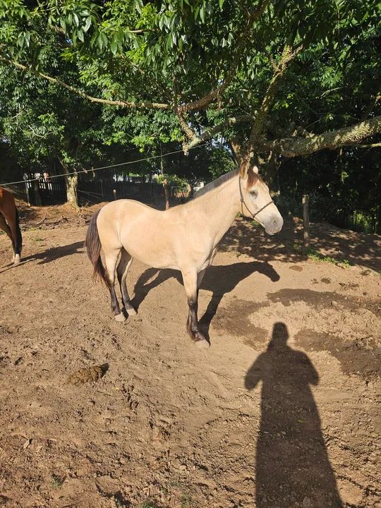 Cavalo quarto de milha - Foto 3