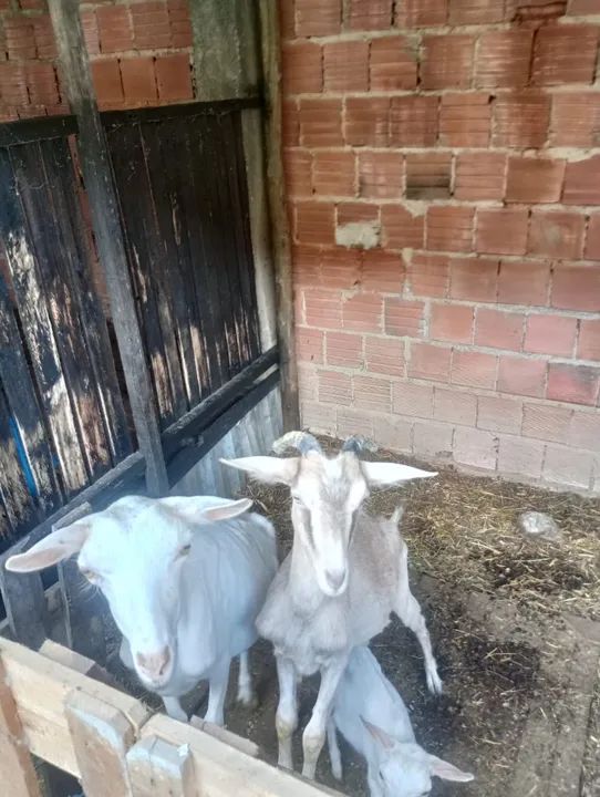 Cabras - Foto 4