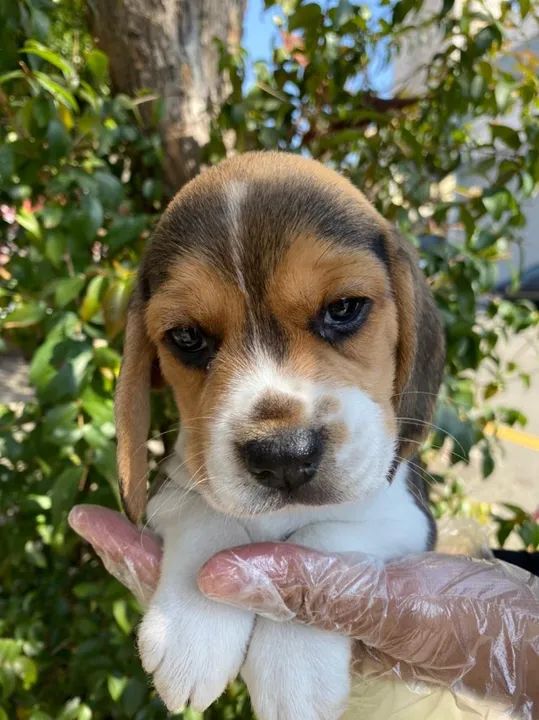 Beagle Pacelamento sem juros no cartão.