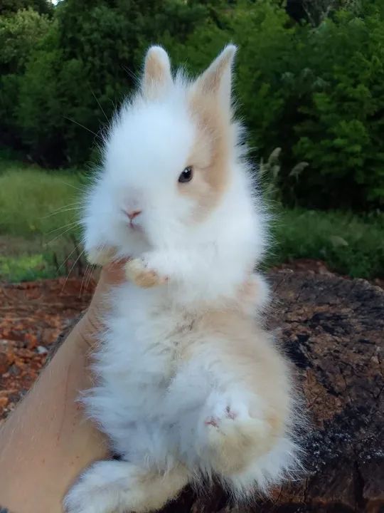 Mini coelho-Lion  - Foto 2