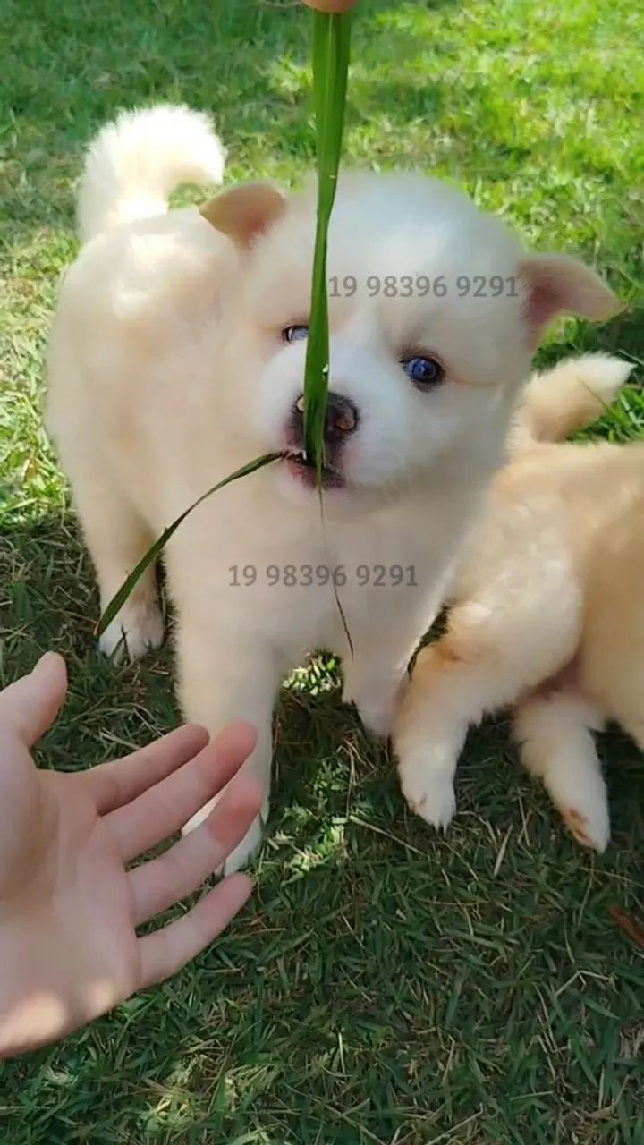  Filhotes de Pomsky disponíveis - Mini Husky com Lulu da Pomerânia!  - Foto 5
