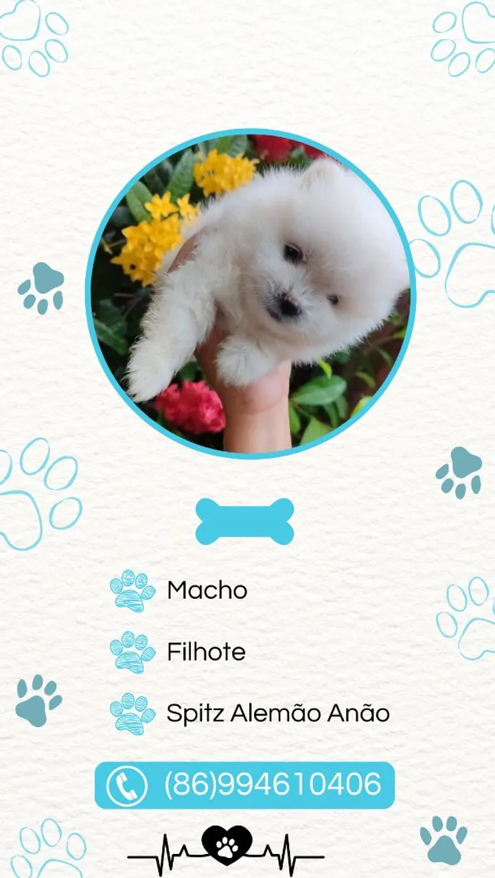 Spitz Alemão Anão Macho - Filhote