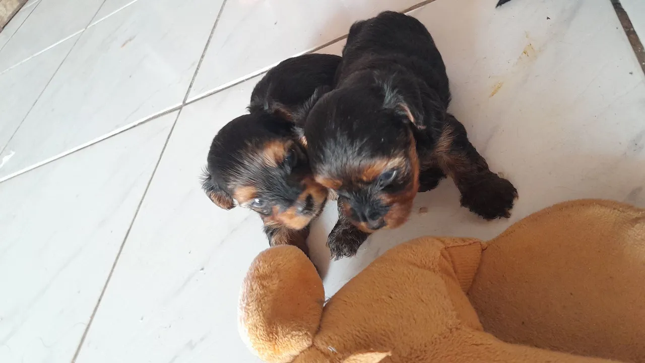 Filhotes de Yorkshire Terrier