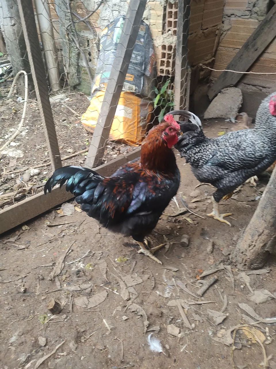 Vendo frangos novos  - R$ 60,00 cada - Foto 2