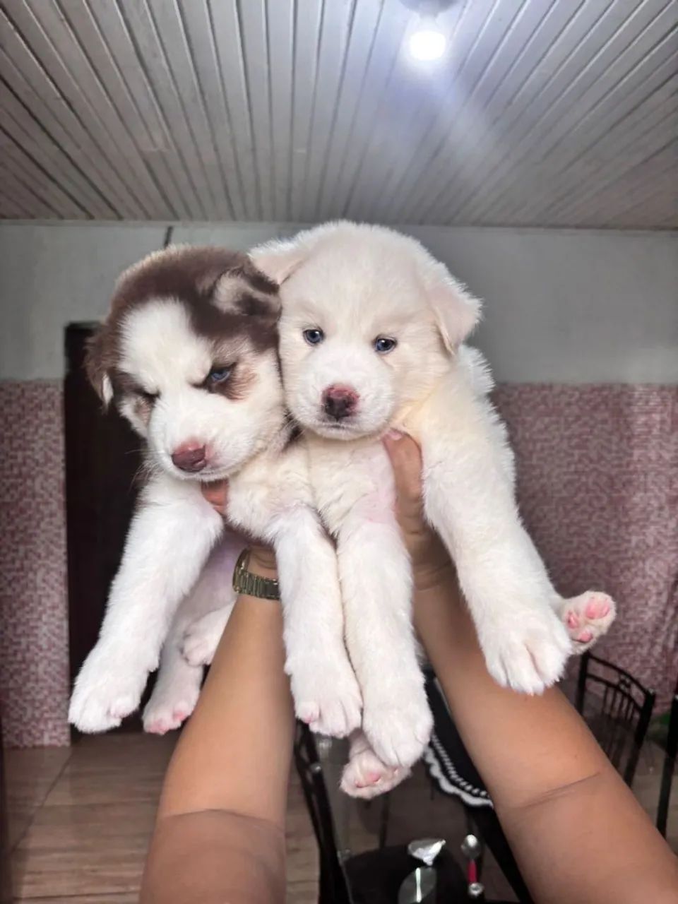 Dois filhotes de Husky Siberiano