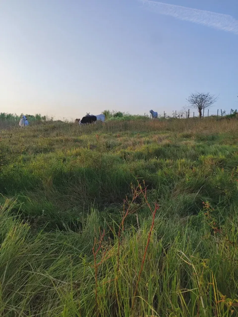 Granja com 7 hectares na região de Monte Alegre