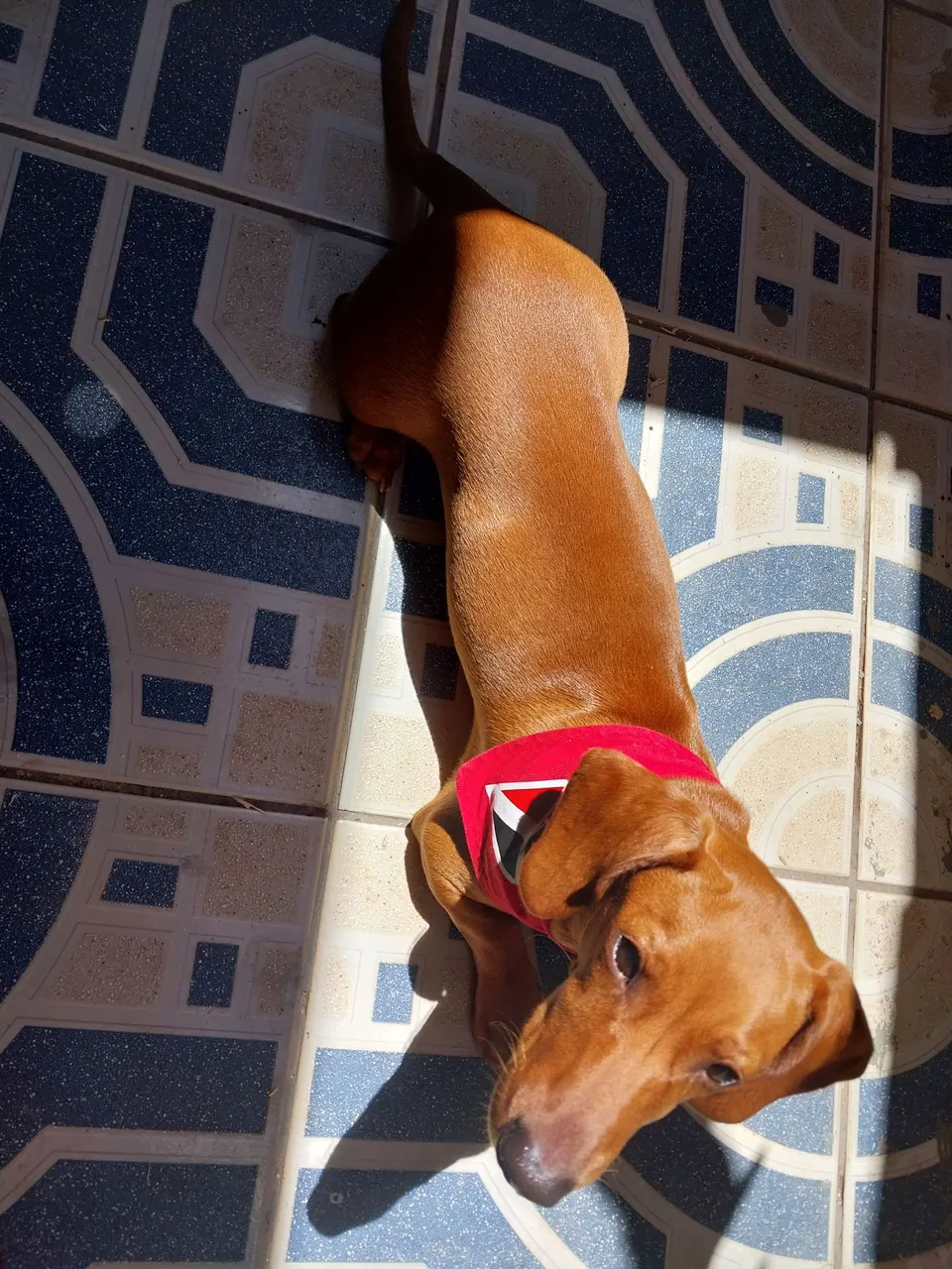 Filhote de Teckel/Dachshund.