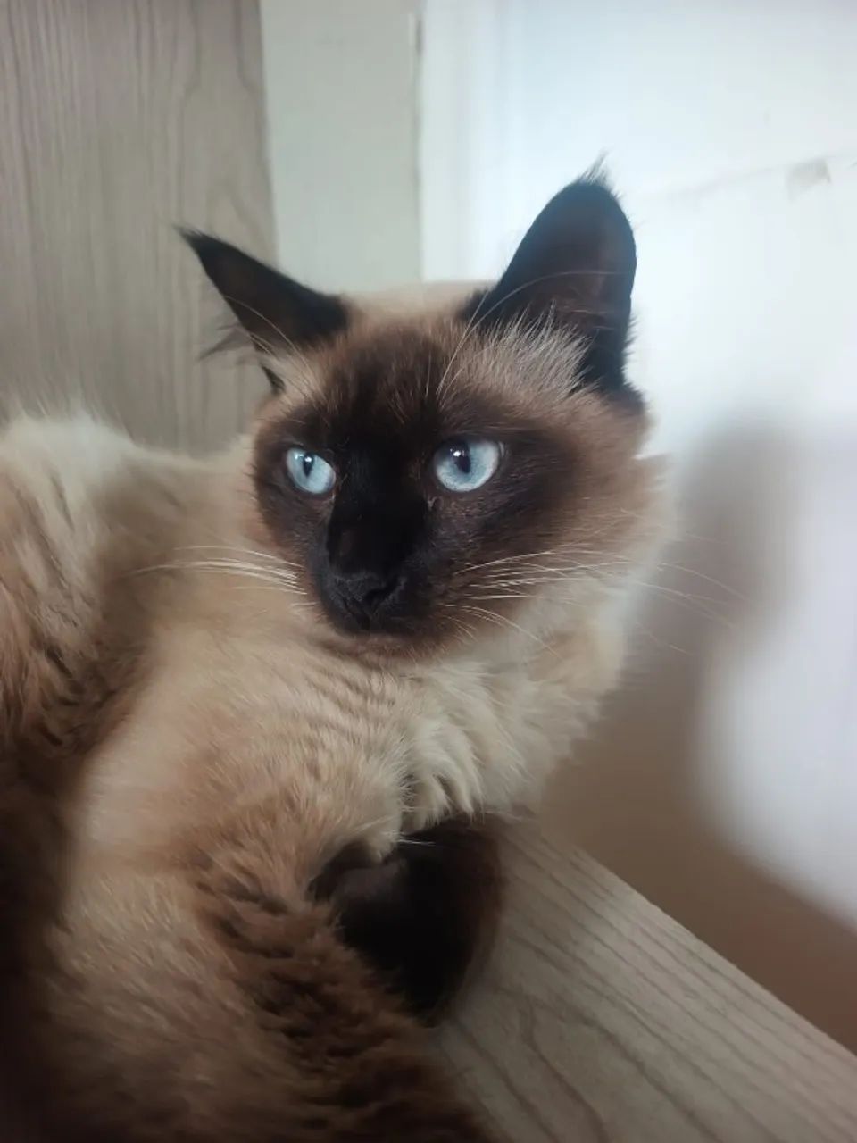 Lindo Gatinho Siamês Macho para Doação Urgente!