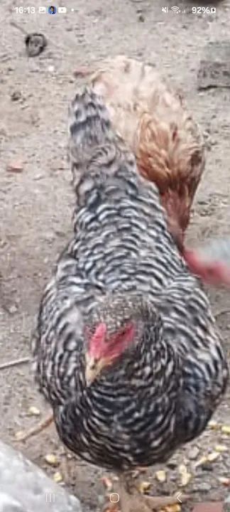 Galinha poedeira - Barrada