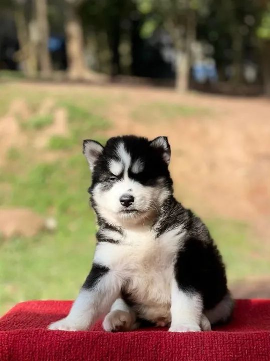 Husky Siberiano Filhotes de mais alto padrão da raça - Foto 2