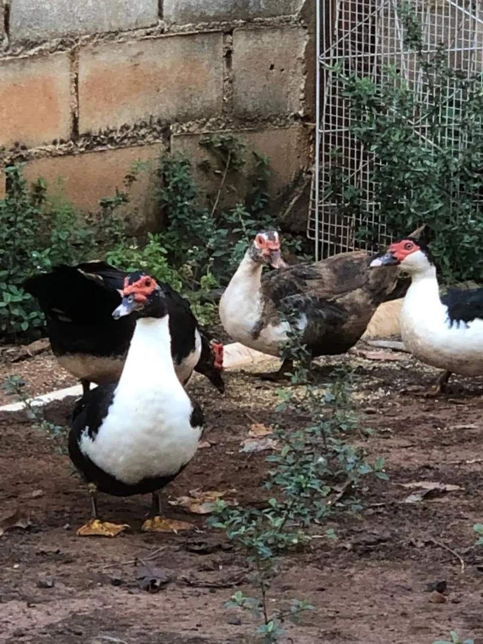 Vendo 1 pato e 3 patas 50,00 cada um