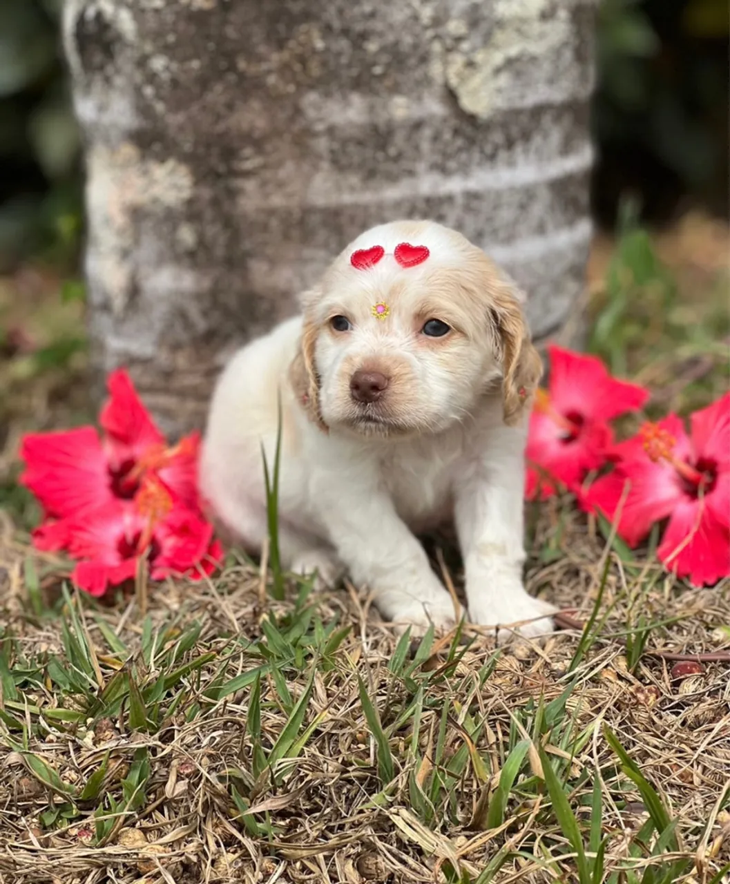 Cocker Spaniel Inglês Um filhote elegante e carinhoso!