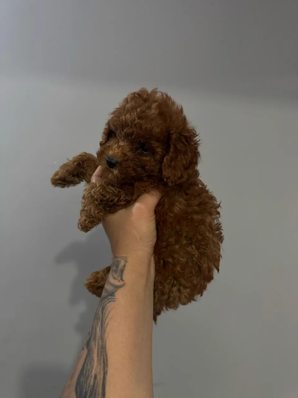 Poodle Toy Red/Black Mini - Lindo e Carinhoso!