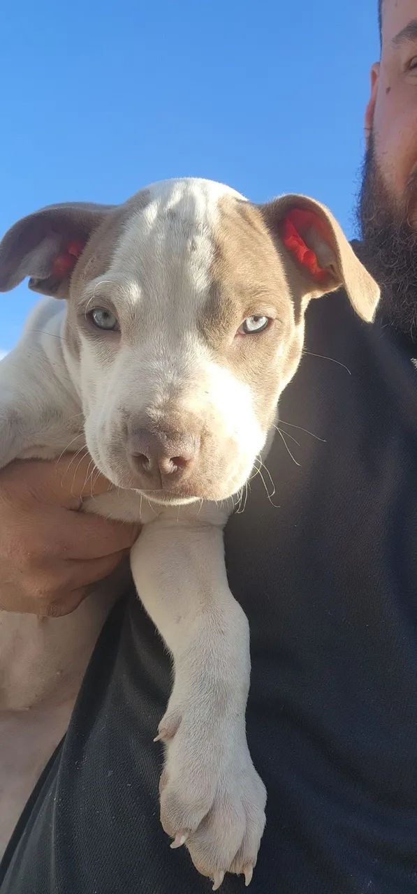 Filhotes Pitbull - Foto 4