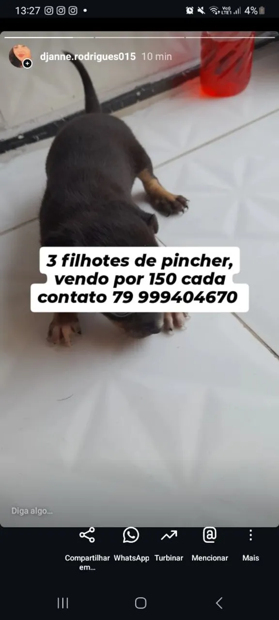 Filhotes de Pinscher à Venda