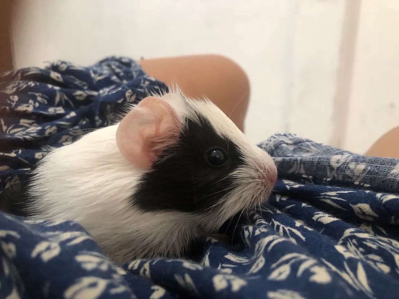 Porquinhos da Índia - Foto 5