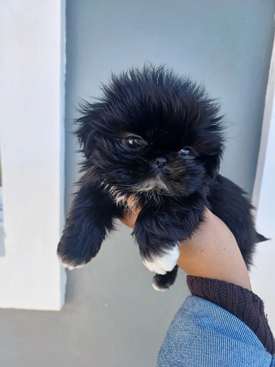 Filhote de Shih Tzu fêmea pequena